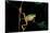 Phyllomedusa Hypochondrialis Azurea (Northern Orange-Legged Leaf Frog)-Paul Starosta-Stretched Canvas
