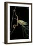 Phyllomedusa Hypochondrialis Azurea (Northern Orange-Legged Leaf Frog)-Paul Starosta-Framed Photographic Print