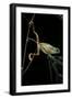 Phyllomedusa Hypochondrialis Azurea (Northern Orange-Legged Leaf Frog)-Paul Starosta-Framed Photographic Print