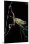 Phyllomedusa Hypochondrialis Azurea (Northern Orange-Legged Leaf Frog)-Paul Starosta-Mounted Photographic Print