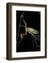 Phyllomedusa Hypochondrialis Azurea (Northern Orange-Legged Leaf Frog)-Paul Starosta-Framed Photographic Print