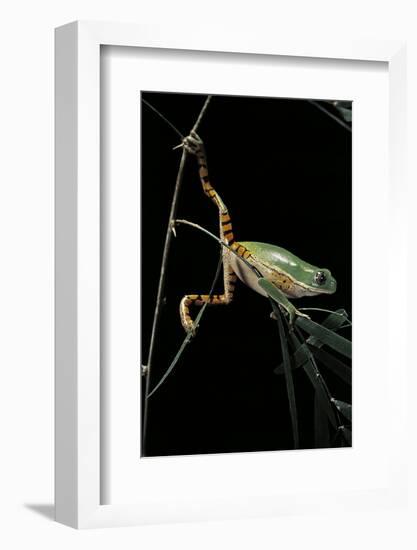 Phyllomedusa Hypochondrialis Azurea (Northern Orange-Legged Leaf Frog)-Paul Starosta-Framed Photographic Print