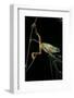 Phyllomedusa Hypochondrialis Azurea (Northern Orange-Legged Leaf Frog)-Paul Starosta-Framed Photographic Print