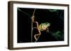 Phyllomedusa Hypochondrialis Azurea (Northern Orange-Legged Leaf Frog)-Paul Starosta-Framed Photographic Print