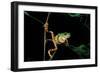 Phyllomedusa Hypochondrialis Azurea (Northern Orange-Legged Leaf Frog)-Paul Starosta-Framed Photographic Print