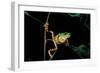 Phyllomedusa Hypochondrialis Azurea (Northern Orange-Legged Leaf Frog)-Paul Starosta-Framed Photographic Print