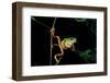 Phyllomedusa Hypochondrialis Azurea (Northern Orange-Legged Leaf Frog)-Paul Starosta-Framed Photographic Print