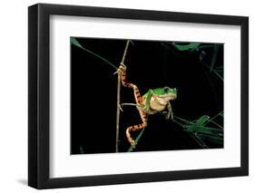 Phyllomedusa Hypochondrialis Azurea (Northern Orange-Legged Leaf Frog)-Paul Starosta-Framed Photographic Print