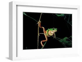 Phyllomedusa Hypochondrialis Azurea (Northern Orange-Legged Leaf Frog)-Paul Starosta-Framed Photographic Print