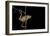 Phyllomedusa Hypochondrialis Azurea (Northern Orange-Legged Leaf Frog)-Paul Starosta-Framed Photographic Print