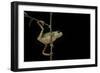 Phyllomedusa Hypochondrialis Azurea (Northern Orange-Legged Leaf Frog)-Paul Starosta-Framed Photographic Print