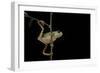 Phyllomedusa Hypochondrialis Azurea (Northern Orange-Legged Leaf Frog)-Paul Starosta-Framed Photographic Print