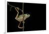 Phyllomedusa Hypochondrialis Azurea (Northern Orange-Legged Leaf Frog)-Paul Starosta-Framed Photographic Print