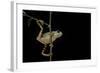 Phyllomedusa Hypochondrialis Azurea (Northern Orange-Legged Leaf Frog)-Paul Starosta-Framed Photographic Print