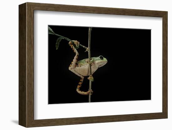 Phyllomedusa Hypochondrialis Azurea (Northern Orange-Legged Leaf Frog)-Paul Starosta-Framed Photographic Print