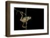 Phyllomedusa Hypochondrialis Azurea (Northern Orange-Legged Leaf Frog)-Paul Starosta-Framed Photographic Print