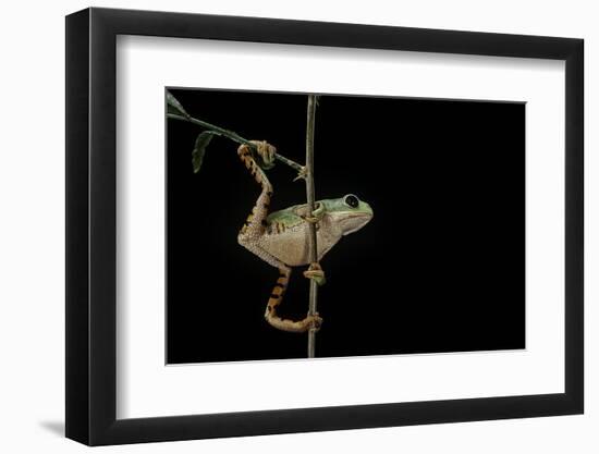 Phyllomedusa Hypochondrialis Azurea (Northern Orange-Legged Leaf Frog)-Paul Starosta-Framed Photographic Print