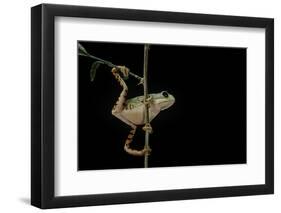 Phyllomedusa Hypochondrialis Azurea (Northern Orange-Legged Leaf Frog)-Paul Starosta-Framed Photographic Print