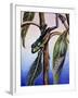 Phyllomedusa Iheringii, Hylidae, Drawing-null-Framed Giclee Print