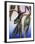 Phyllomedusa Iheringii, Hylidae, Drawing-null-Framed Giclee Print