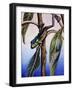 Phyllomedusa Iheringii, Hylidae, Drawing-null-Framed Giclee Print