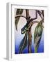 Phyllomedusa Iheringii, Hylidae, Drawing-null-Framed Giclee Print