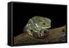Phyllomedusa Sauvagii (Waxy Monkey Leaf Frog)-Paul Starosta-Framed Stretched Canvas