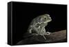 Phyllomedusa Sauvagii (Waxy Monkey Leaf Frog)-Paul Starosta-Framed Stretched Canvas