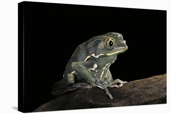 Phyllomedusa Sauvagii (Waxy Monkey Leaf Frog)-Paul Starosta-Stretched Canvas