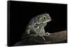 Phyllomedusa Sauvagii (Waxy Monkey Leaf Frog)-Paul Starosta-Framed Stretched Canvas
