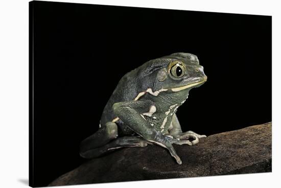 Phyllomedusa Sauvagii (Waxy Monkey Leaf Frog)-Paul Starosta-Stretched Canvas