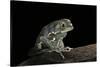 Phyllomedusa Sauvagii (Waxy Monkey Leaf Frog)-Paul Starosta-Stretched Canvas