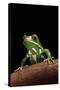 Phyllomedusa Sauvagii (Waxy Monkey Leaf Frog)-Paul Starosta-Stretched Canvas