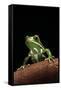 Phyllomedusa Sauvagii (Waxy Monkey Leaf Frog)-Paul Starosta-Framed Stretched Canvas