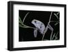 Phyllomedusa Sauvagii (Waxy Monkey Leaf Frog)-Paul Starosta-Framed Photographic Print