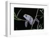 Phyllomedusa Sauvagii (Waxy Monkey Leaf Frog)-Paul Starosta-Framed Photographic Print