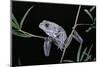 Phyllomedusa Sauvagii (Waxy Monkey Leaf Frog)-Paul Starosta-Mounted Photographic Print