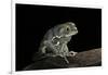 Phyllomedusa Sauvagii (Waxy Monkey Leaf Frog)-Paul Starosta-Framed Photographic Print