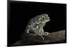 Phyllomedusa Sauvagii (Waxy Monkey Leaf Frog)-Paul Starosta-Framed Photographic Print