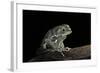 Phyllomedusa Sauvagii (Waxy Monkey Leaf Frog)-Paul Starosta-Framed Photographic Print