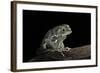 Phyllomedusa Sauvagii (Waxy Monkey Leaf Frog)-Paul Starosta-Framed Photographic Print