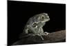 Phyllomedusa Sauvagii (Waxy Monkey Leaf Frog)-Paul Starosta-Mounted Photographic Print