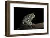 Phyllomedusa Sauvagii (Waxy Monkey Leaf Frog)-Paul Starosta-Framed Photographic Print