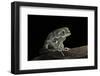 Phyllomedusa Sauvagii (Waxy Monkey Leaf Frog)-Paul Starosta-Framed Photographic Print