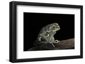 Phyllomedusa Sauvagii (Waxy Monkey Leaf Frog)-Paul Starosta-Framed Photographic Print