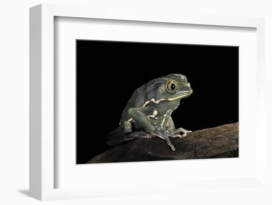 Phyllomedusa Sauvagii (Waxy Monkey Leaf Frog)-Paul Starosta-Framed Photographic Print