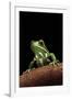 Phyllomedusa Sauvagii (Waxy Monkey Leaf Frog)-Paul Starosta-Framed Photographic Print