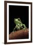 Phyllomedusa Sauvagii (Waxy Monkey Leaf Frog)-Paul Starosta-Framed Photographic Print