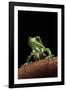 Phyllomedusa Sauvagii (Waxy Monkey Leaf Frog)-Paul Starosta-Framed Photographic Print