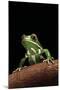 Phyllomedusa Sauvagii (Waxy Monkey Leaf Frog)-Paul Starosta-Mounted Photographic Print